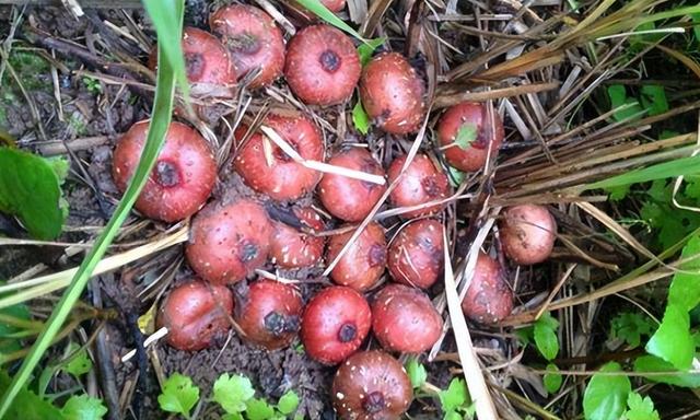 大番薯是什么意思,广东大番薯是什么意思(常顶着烈日去寻找)_犇涌向乾