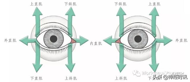 属于膜迷路的结构是，属于膜迷路的结构是蜗管蜗顶（彩图经典版│脑神经和脑神经核解剖）