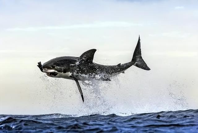 海母和水母区别，海母和水母图片大全（罕见的36张照片）