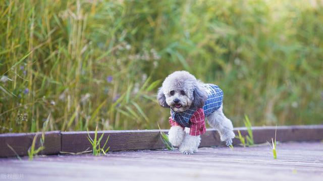 泰迪的优点和缺点，泰迪犬的优缺点看完你还会养吗（第4点很多人都不能接受）