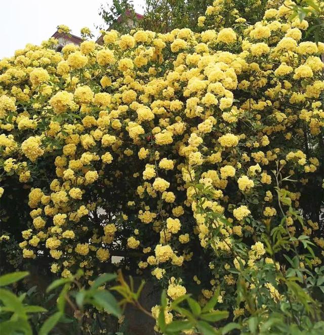 木香花为什么叫鬼招手，木香花为什么不能种（黄木香花，鬼招手）