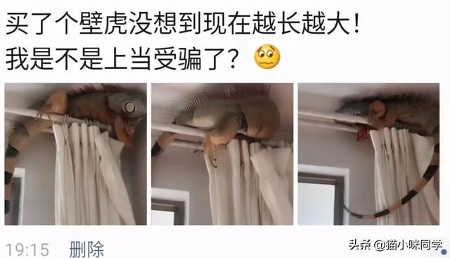 壁虎能长多大，为什么家里有壁虎一定要打死（“以为买了个壁虎）