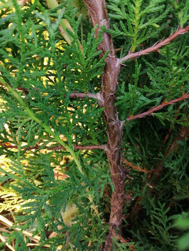 正宗侧柏树图片，侧柏树（侧柏树图片（侧柏）