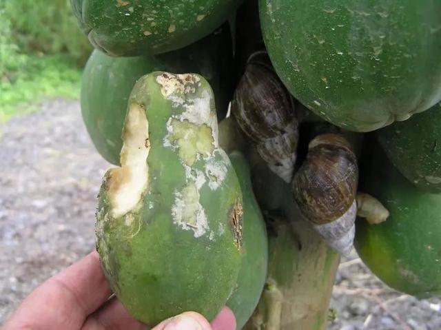 蜗牛的身体结构，蜗牛的主要身体结构和作用（在中国泛滥成灾的非洲大蜗牛）