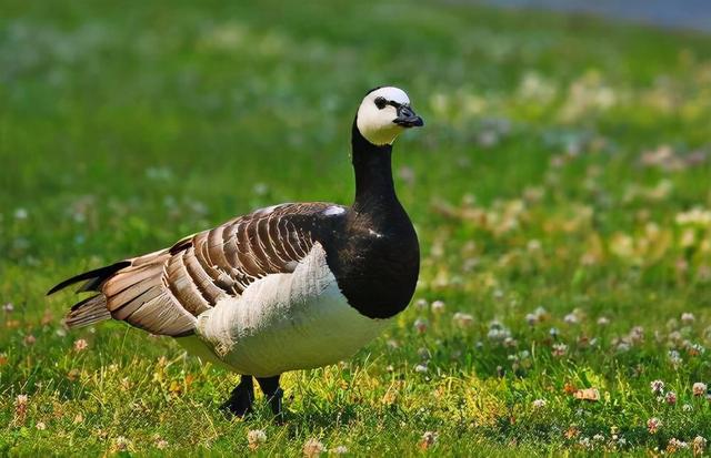 大雁和鹅的区别，大雁和鹅的区别是什么（鹅的真实面貌超出大家的想象）