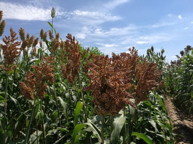 2020年高粱收购价格，2020年高粱价格走势