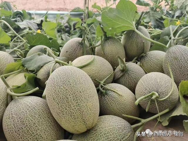 绿色的哈密瓜叫什么，绿色的哈密瓜叫什么名字（哈密瓜、蜜瓜、网纹瓜、香瓜、羊角蜜傻傻分不清）