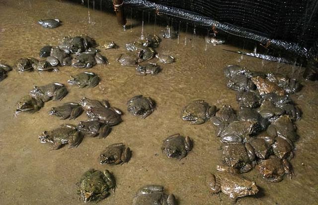 石蛙是国家保护动物吗，石蛙是保护动物吗（重庆惊现“山珍”美誉的石蛙）