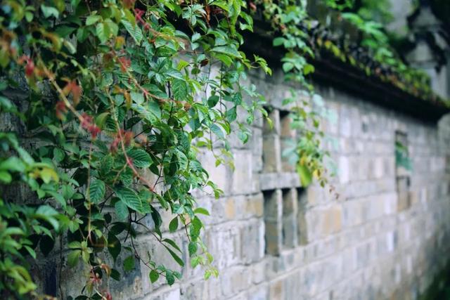 一个人走路配的唯美句子，赞美女人走路有气质的经典句子（一花一世界，当下就是美好时光）