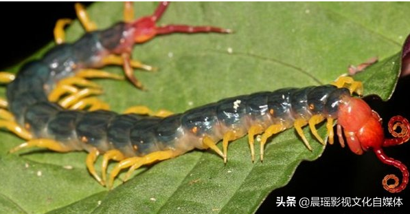 亚马逊热带雨林的危险动物，热带雨林有什么危险的动物（世界上最危险的亚马逊丛林）