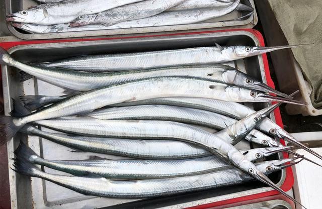 黑角安康鱼，专挑这5种鱼（安康鱼是哪里的鱼）