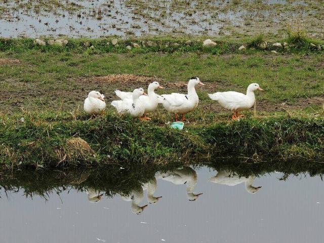 与动物有关的诗句，有关动物的诗句（6副妙用鸡鸭的对联）