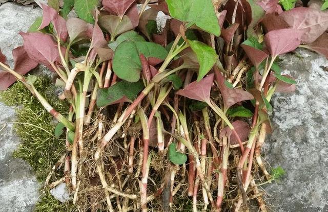 大茴香是八角吗，大茴是八角吗（地位“尴尬”的茴香）