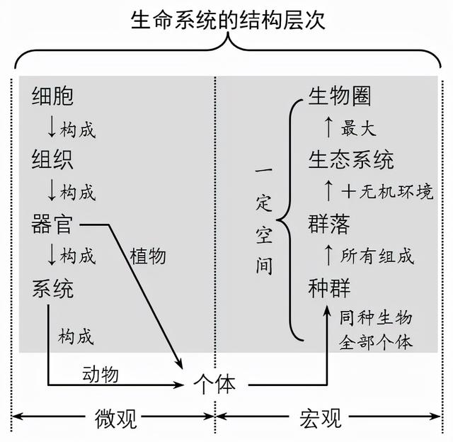 麦芽糖是还原糖吗，麦芽糖是什么做的（高中生物新版必修一全册知识点清单）