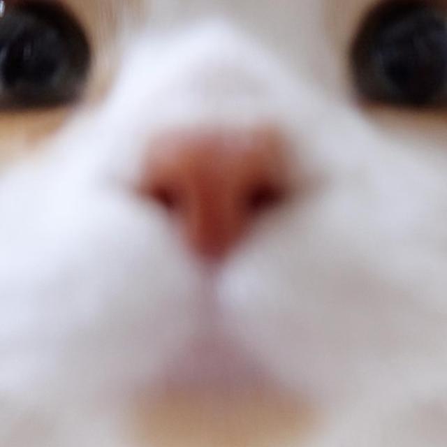 微信头像动物可爱超萌，超奶萌可爱动物类头像（可爱小动物头像）