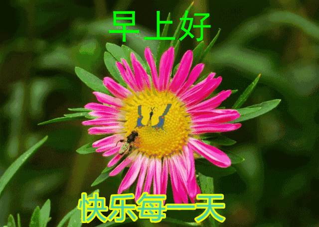 未来可期的唯美句子，未来可期下一句怎么接（早安祝您安康快乐）