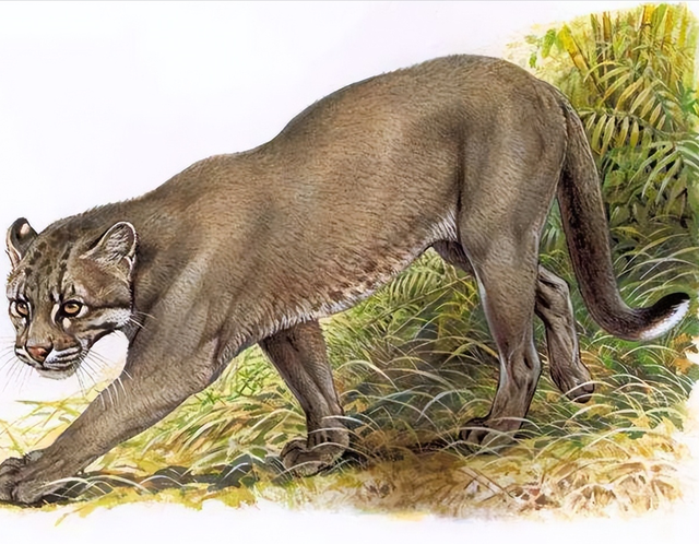 彪是什么动物生的，彪动物百度百科（俗语：“虎生三子）