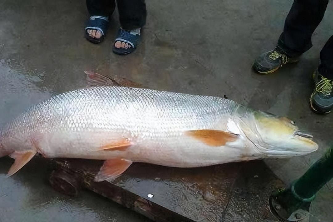 鳡鱼多少钱一斤2020(三峡大坝下巨型鱼群惹争议) 