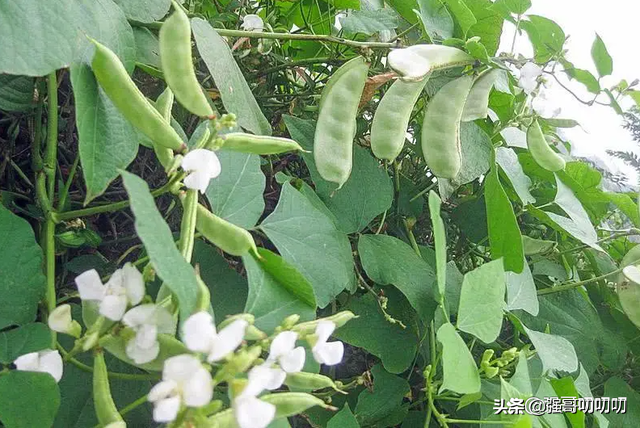 饭豆图片 植株,饭豆图片(此菜叫"峨眉豆"过去农民爱种)