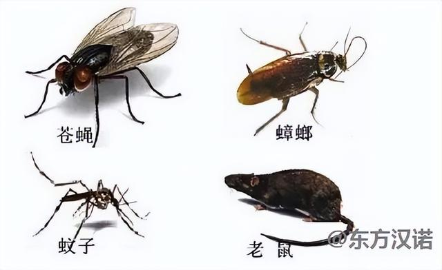 四害是指哪四害，环境污染新四害是指哪四害（除四害：记住口诀和方法）
