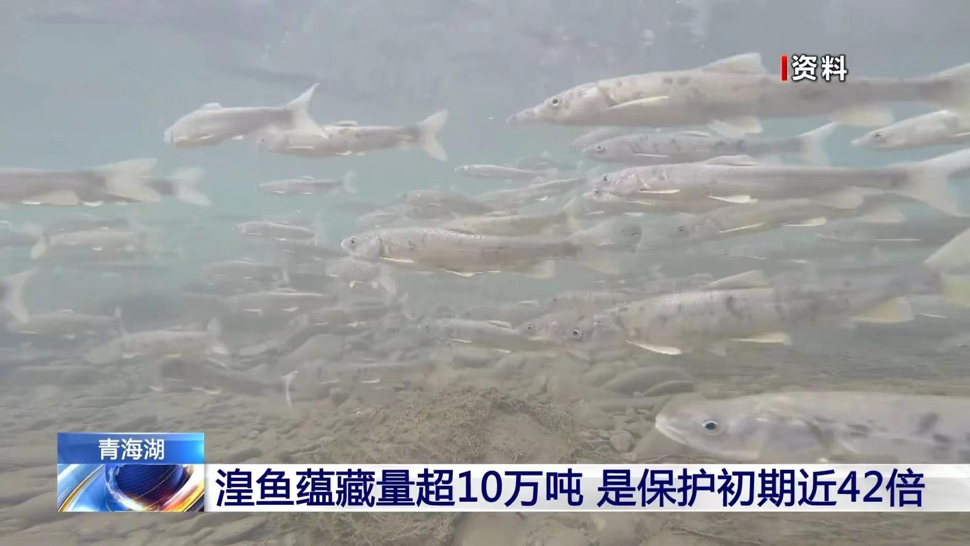 青海湖的鱼(青海湖裸鲤图片)
