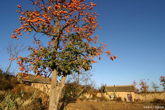 院里种什么树对风水好，农村院子里种什么树风水好