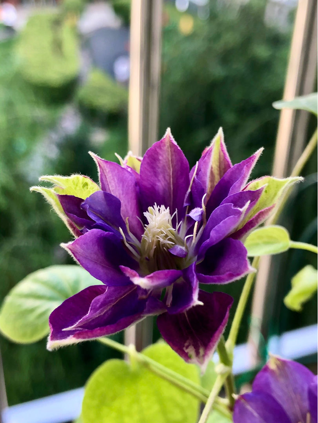 铁线莲如何养，铁线莲的花开的很漂亮（春天是铁线莲的主场）