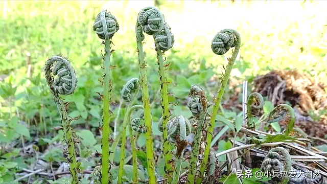 紫色菜杆是什么菜，紫色杆子的菜叫什么菜（猴腿儿菜都是紫色的吗）