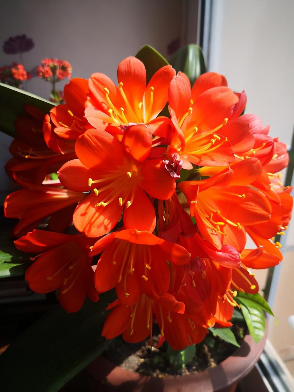 十种旺财又旺宅的花,十种旺财又旺宅的花室外 - 珍缘易学