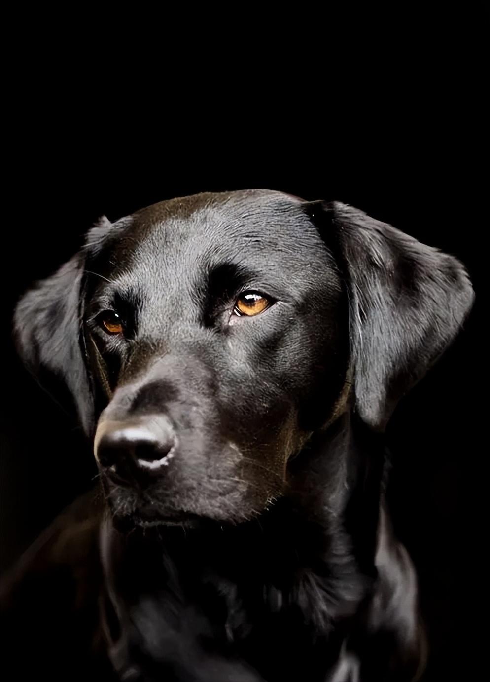 黑色狗的品种(纯黑色的小型犬都有哪些)