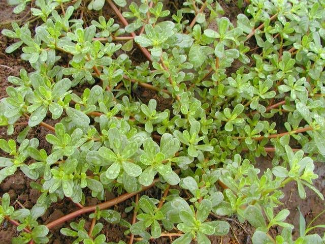 野生菜的种类，野生菜的品种有多少（农村公认最好吃的8种野菜）