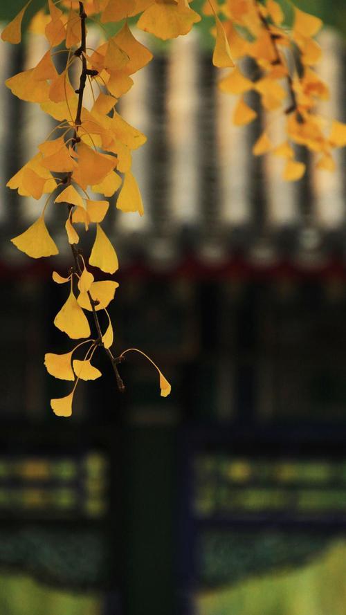 关于秋天的散文，关于秋天的散文精选（是一个适合回忆的季节）