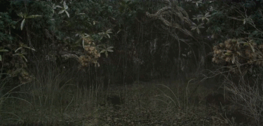 左耳电影剧情介绍，电影左耳剧情介绍（满屏都是“情欲”的撩拨）