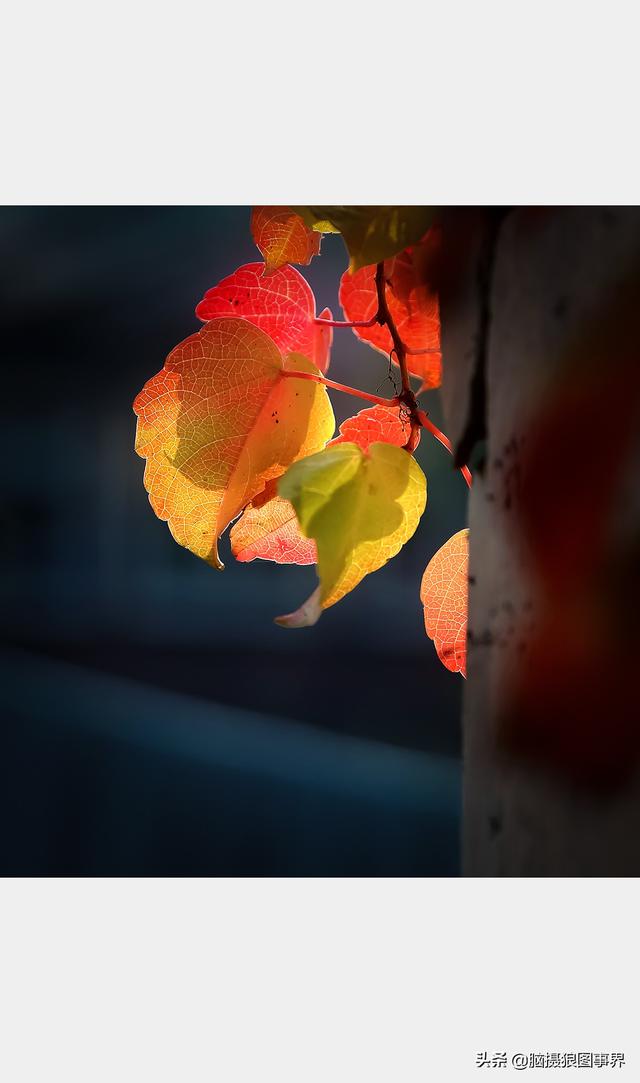 高光质感背景图，高清高级感背景图（若有这6个错误的深色背景照片）