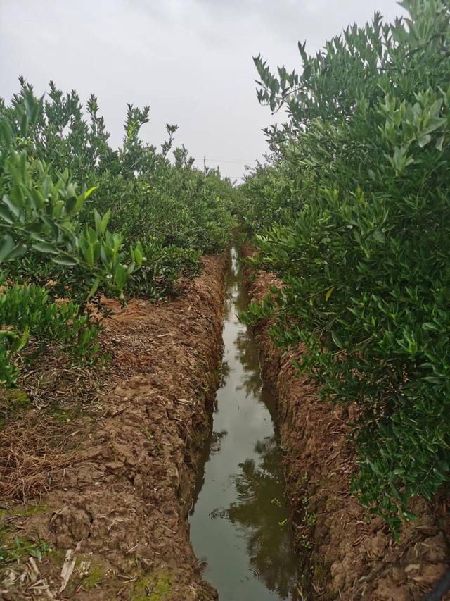 百年陈皮多少钱一斤，陈皮多少钱一斤（新会陈皮：千百元一斤的干果皮）