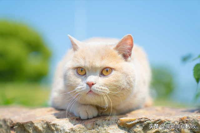 猫的应激反应会怎样，猫咪受到的危害有哪些