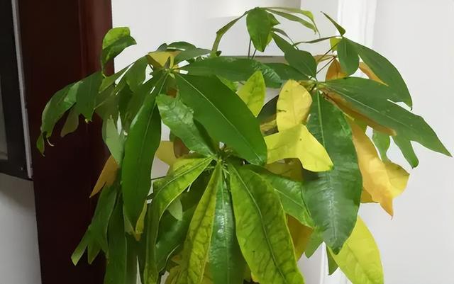 花的叶子发黄是怎么回事，茉莉花的叶子发黄是怎么回事（植物黄叶有七个原因）