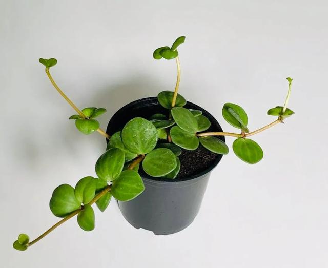 绿色种类（正版豆瓣绿和“假冒”豆瓣绿）