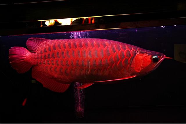 雪龙鱼的做法和配方，鳕鱼的烹饪方法（一条鱼抵得上一栋别墅）