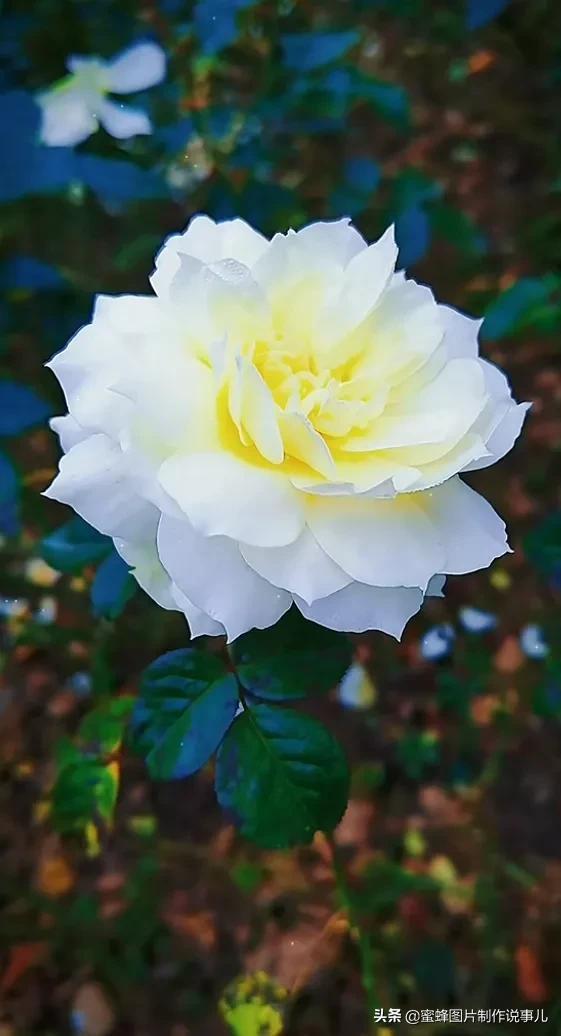 莺歌燕舞是什么季节，柳绿花红莺歌燕舞是什么季节（百花争艳的季节）