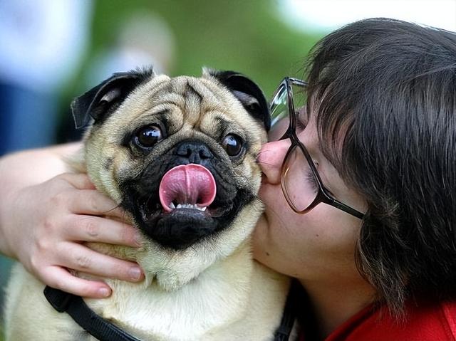 家庭适合养什么犬，十大最适合家庭养的宠物狗（9种最适合养的狗狗）