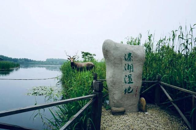 溱湖湿地