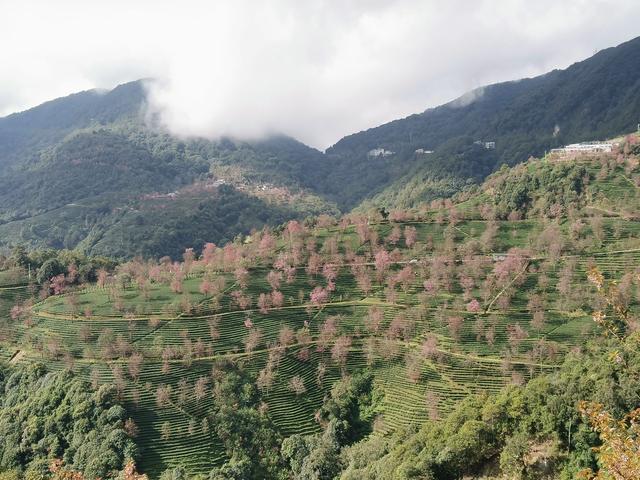 浪漫樱花唯美图片，图片樱花 唯美（大理还有浪漫樱花）