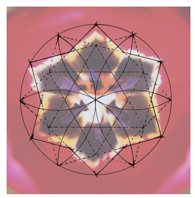 花朵的构造有哪些，花朵的组成结构（暴力拆解花朵的几何结构）