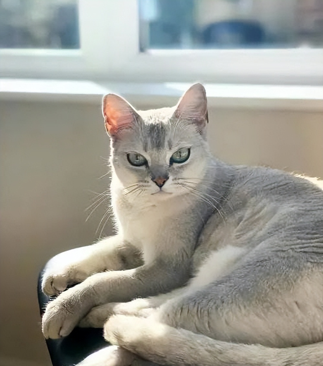 最可爱好养的小动物，猫界最值得养的6种猫
