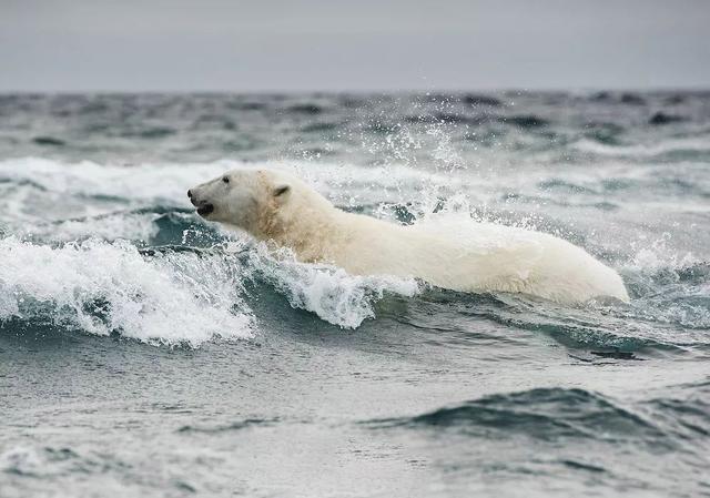 冬天穿什么最暖和，什么衣服最保暖（为何北极比我国升温快）