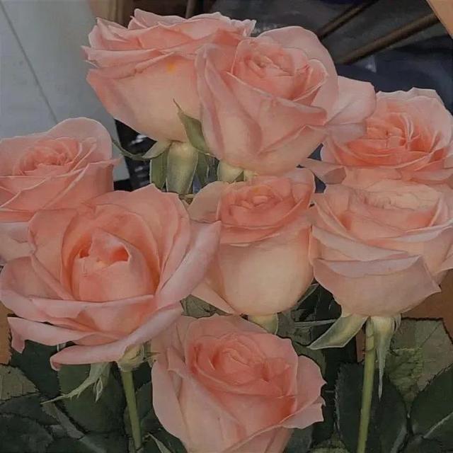 9朵粉玫瑰代表什么意思，九朵粉玫瑰的含义（各种颜色的玫瑰花代表不同含义）