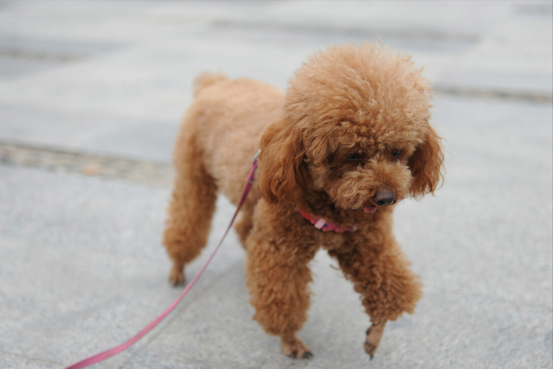 花泰迪图片及价格图片(泰迪小狗图片 可爱图片大全) - 珍缘易学