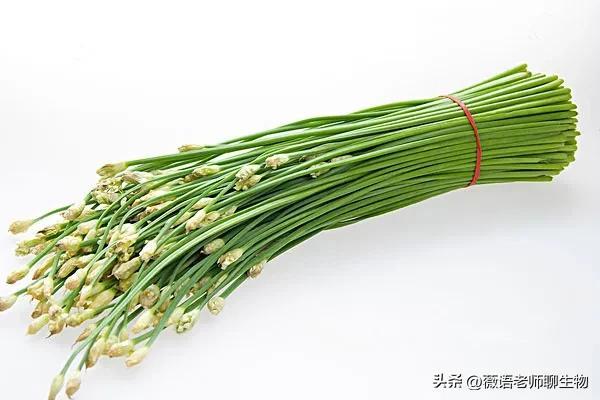 韭菜花的花苞能吃吗，韭菜花可以吃吗（韭菜好吃，韭菜花好吃吗）