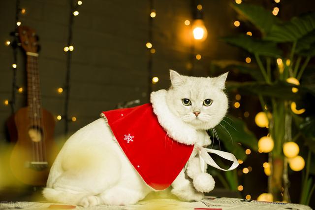 如何看英短猫好不好养，英短猫被“养得好”